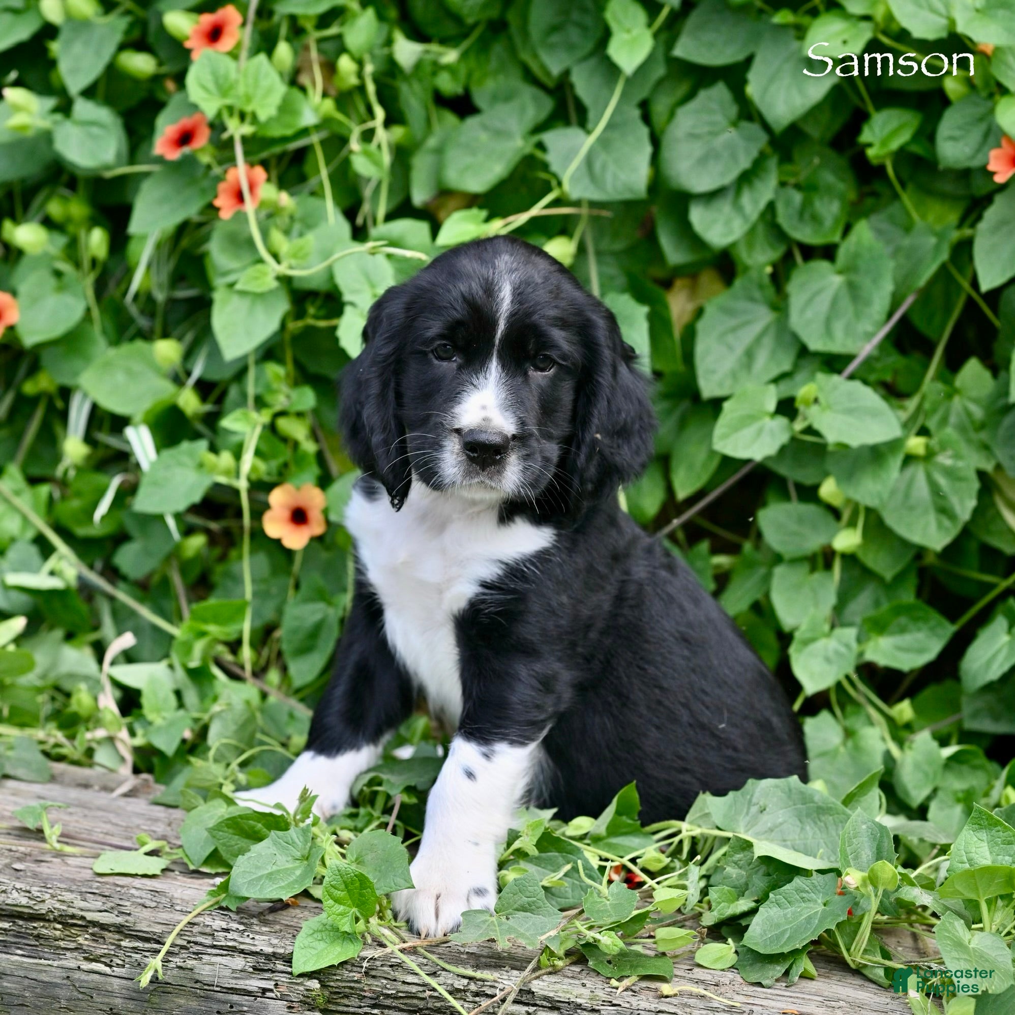 English Springer Spaniel dogs Samson  - Ad 2