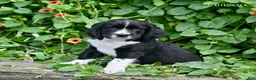 English Springer Spaniel dogs for sale: Samson  - Ad 2