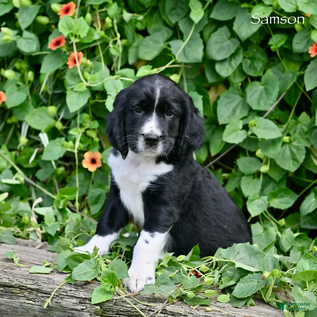 English Springer Spaniel dogs for sale: Samson  - Ad 2