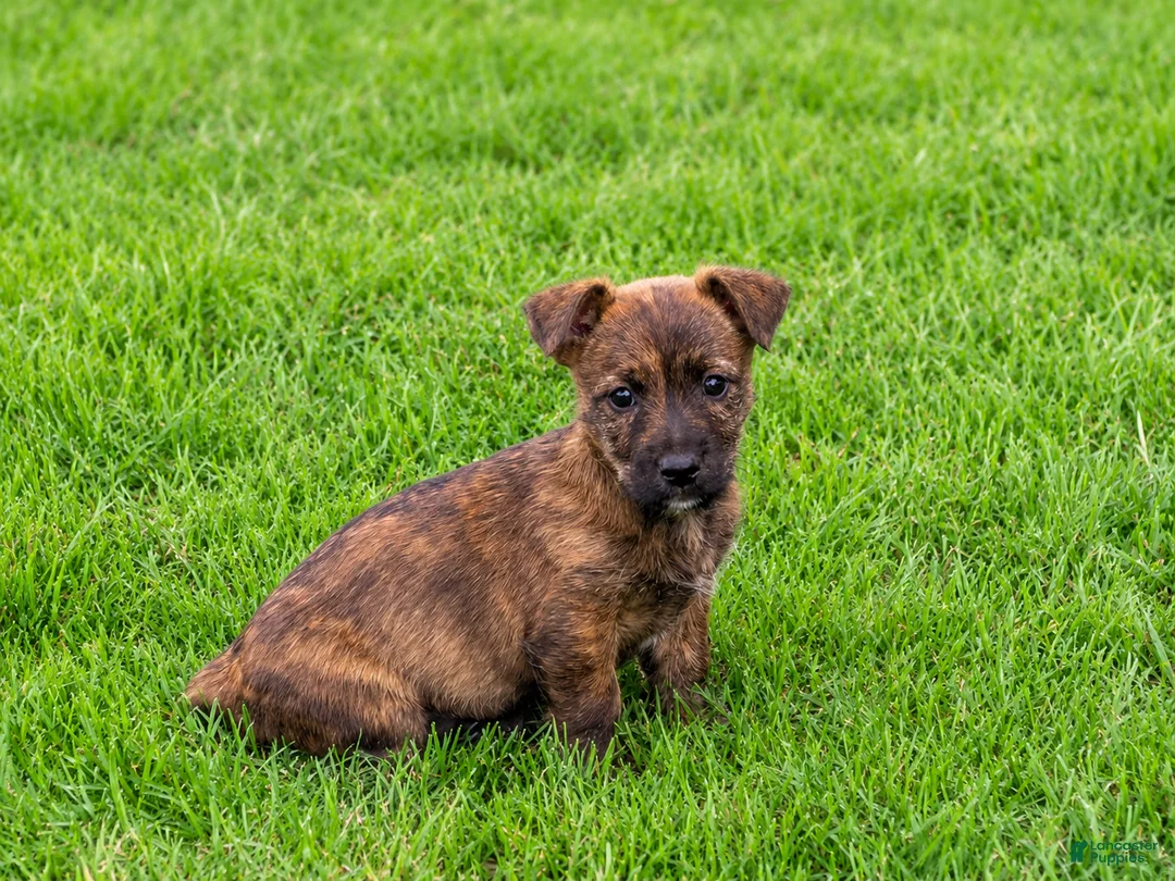 Mixed Breed dogs for sale: Sushi - Ad 1