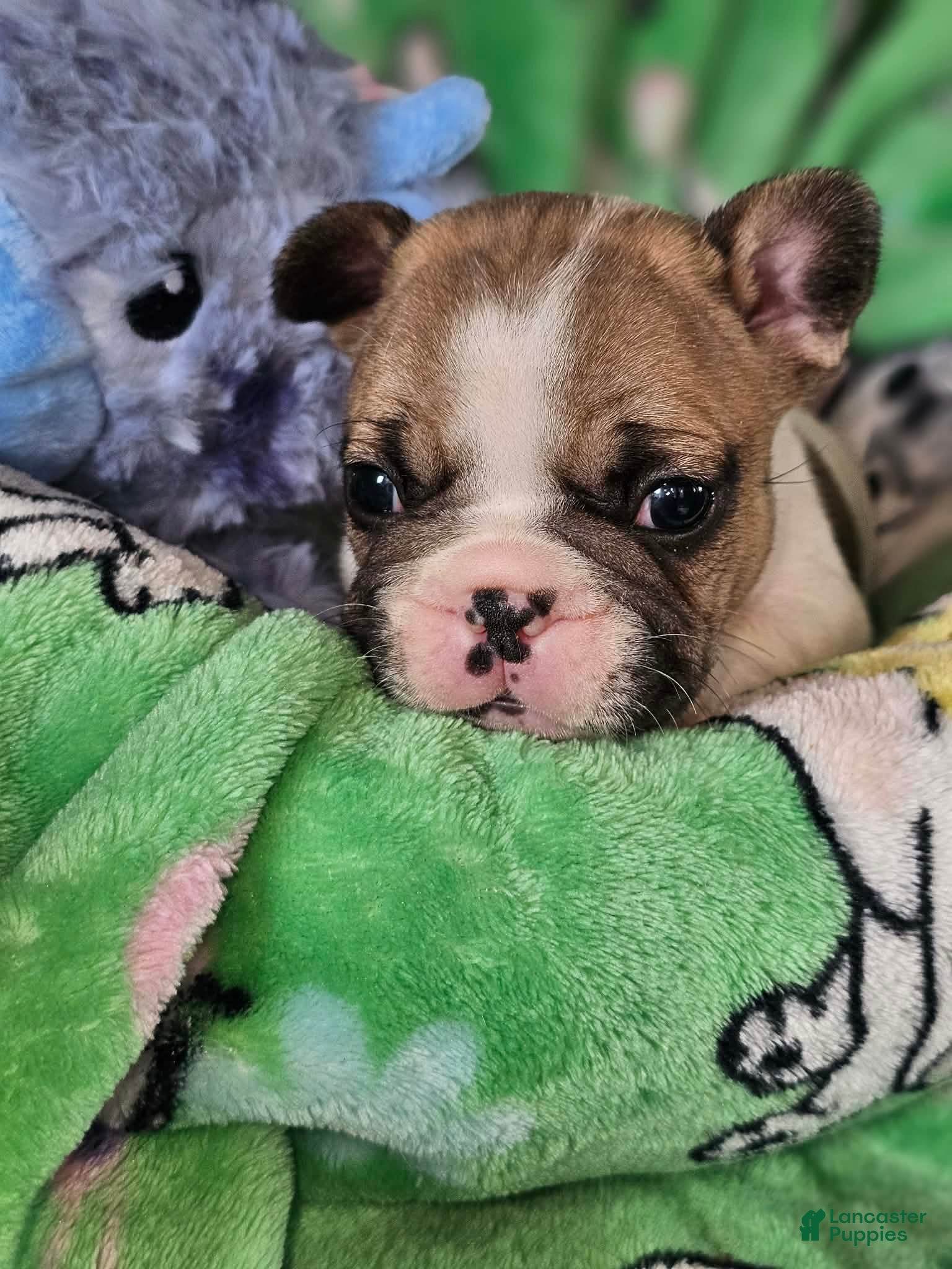 French Bulldog dogs for sale: French Bulldog Puppy 4 - Ad 3