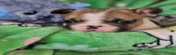 French Bulldog dogs for sale: French Bulldog Puppy 4 - Ad 1