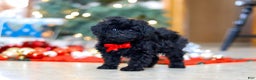 Miniature Poodle dogs for sale: Buddy - Ad 2
