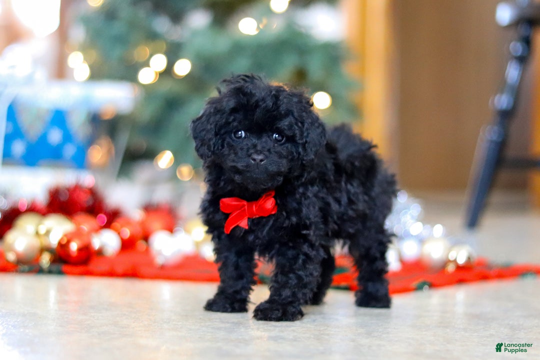 Miniature Poodle dogs for sale: Buddy - Ad 2