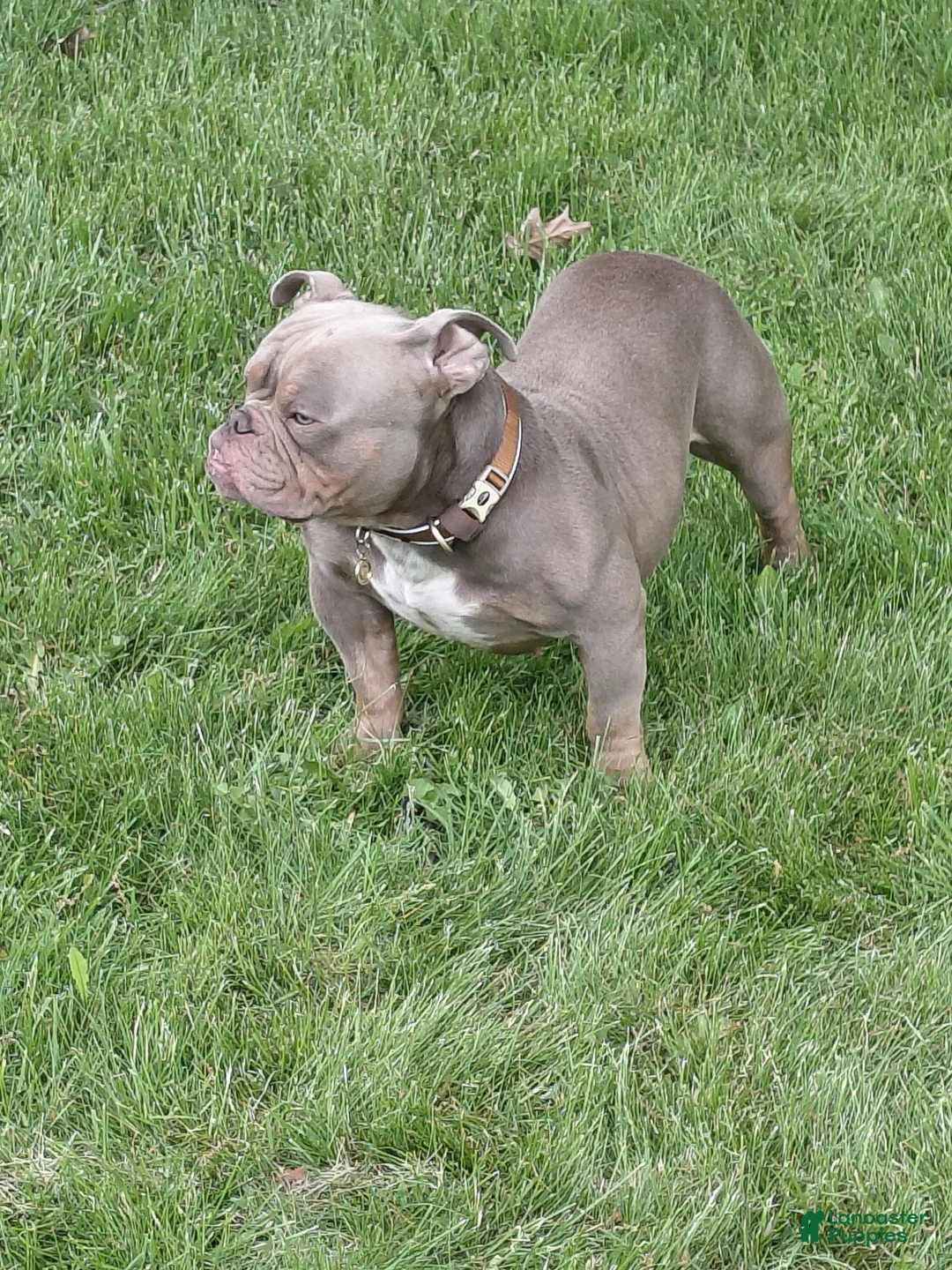 American Bully dogs for sale: 1 male Pocket Bully 8 months - Ad 3