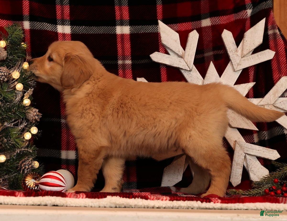 Golden Retriever dogs Rudolph - Ad 26