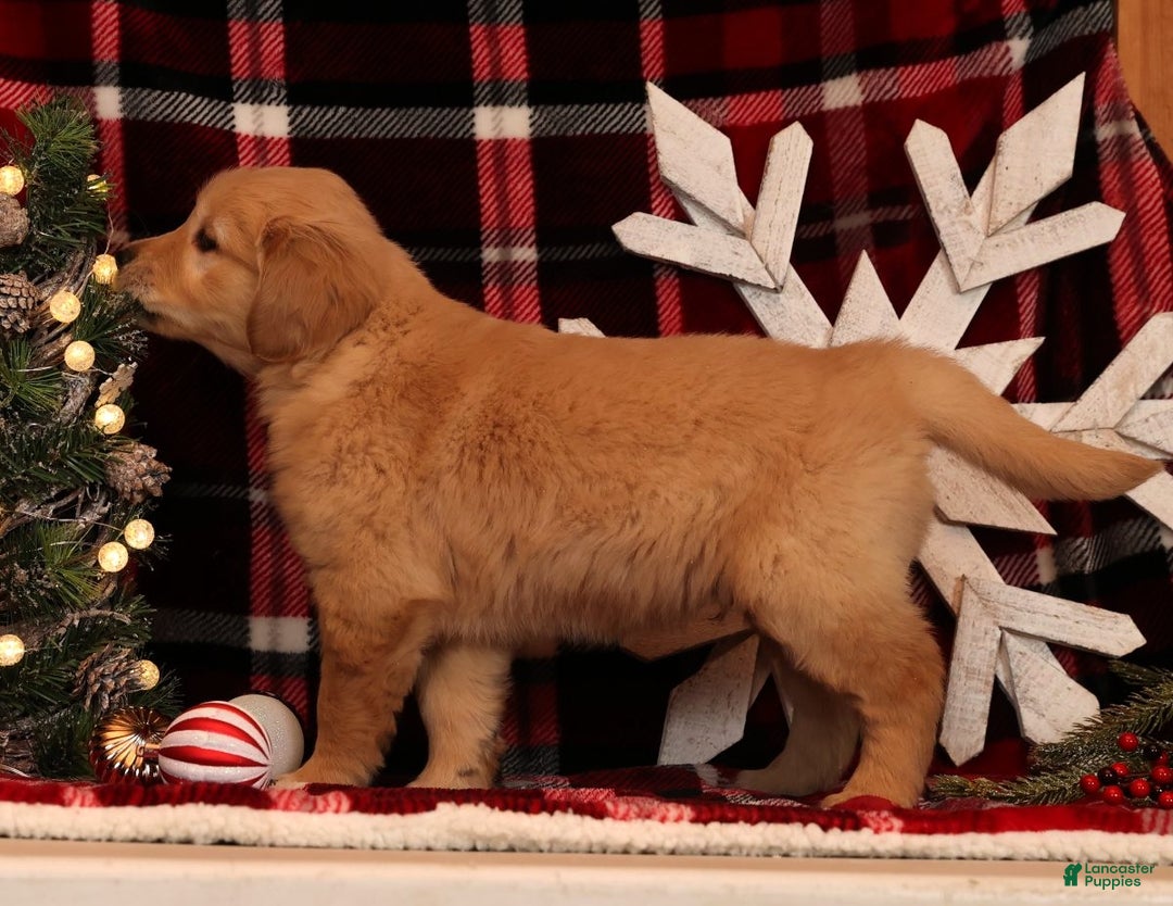 Golden Retriever dogs for sale: Rudolph - Ad 1