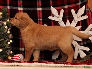 Golden Retriever dogs Rudolph - Ad 29