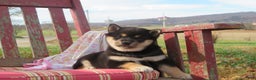 Shiba Inu dogs for sale: Shiba Inu Puppy 4 Stacy - Ad 3