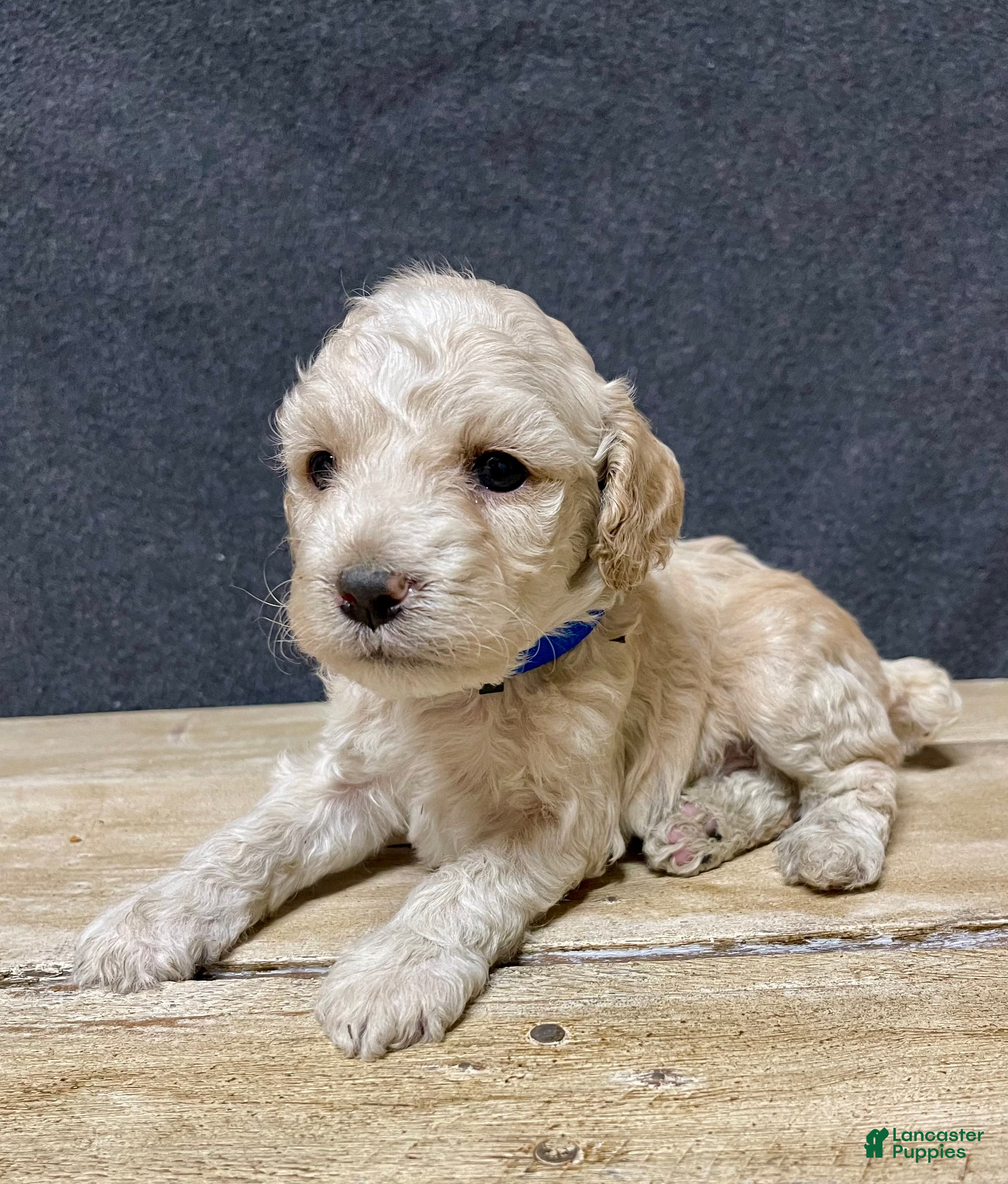 Cockapoo dogs Maximus - Ad 2