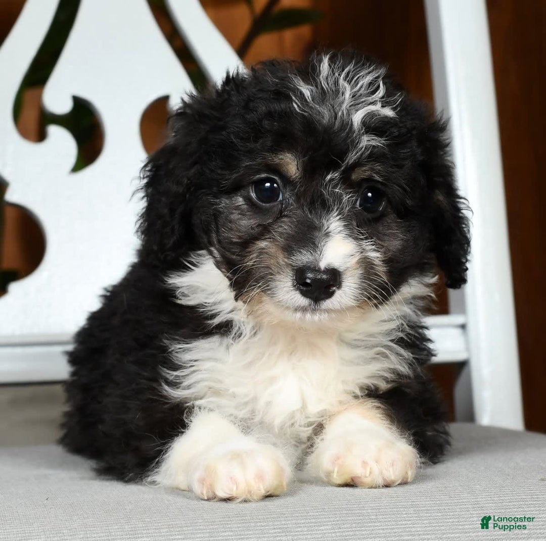 Gallery Image {{count}}