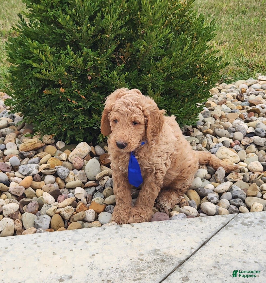 Goldendoodle dogs for sale: Daisy - Ad 14