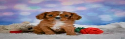 Cavalier King Charles Spaniel dogs for sale: Cabby - Ad 10