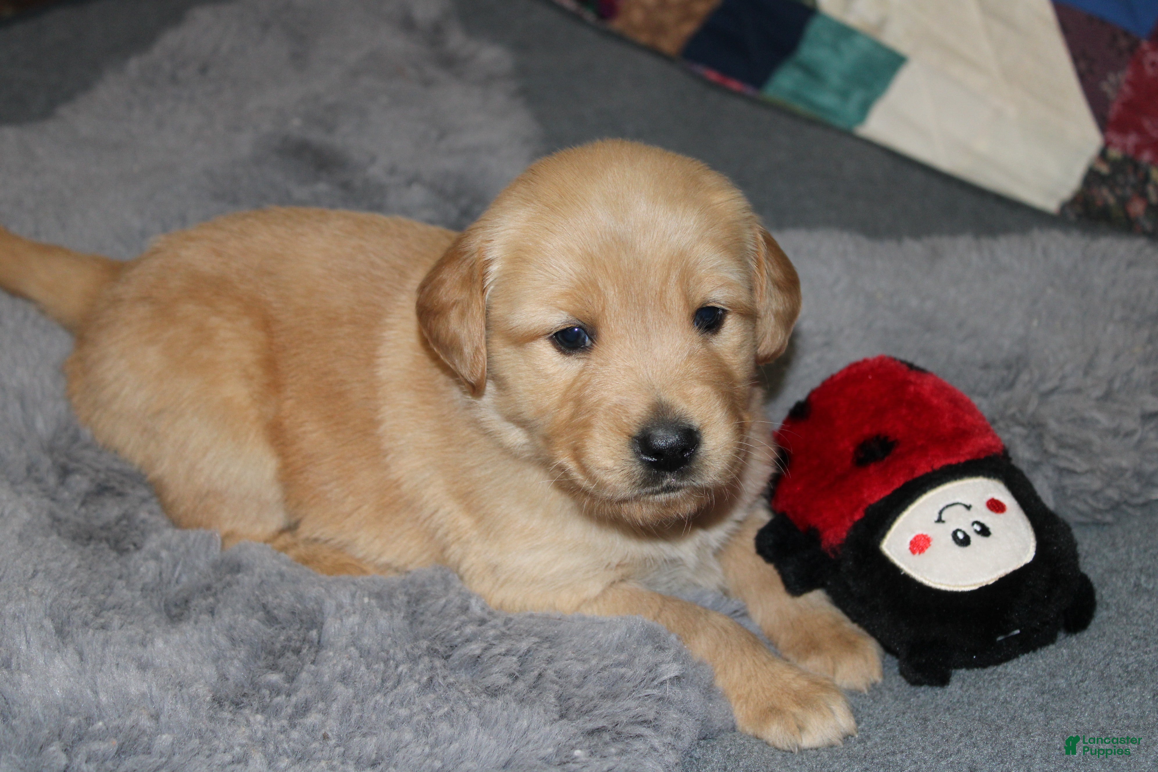 Golden Retriever dogs for sale: Faith - Ad 4