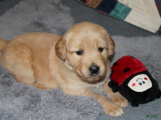 Golden Retriever dogs Faith - Ad 42