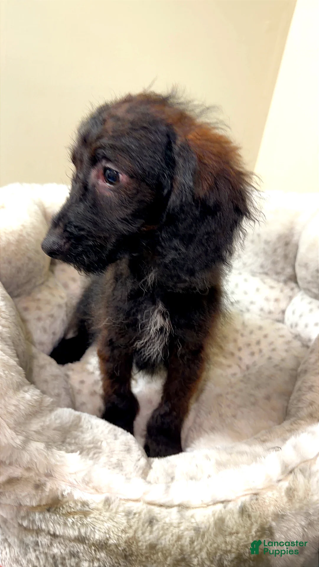 Yorkiepoo dogs for sale: Max - Ad 2
