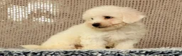 Bichon Frise dogs for sale: Indy - Ad 6