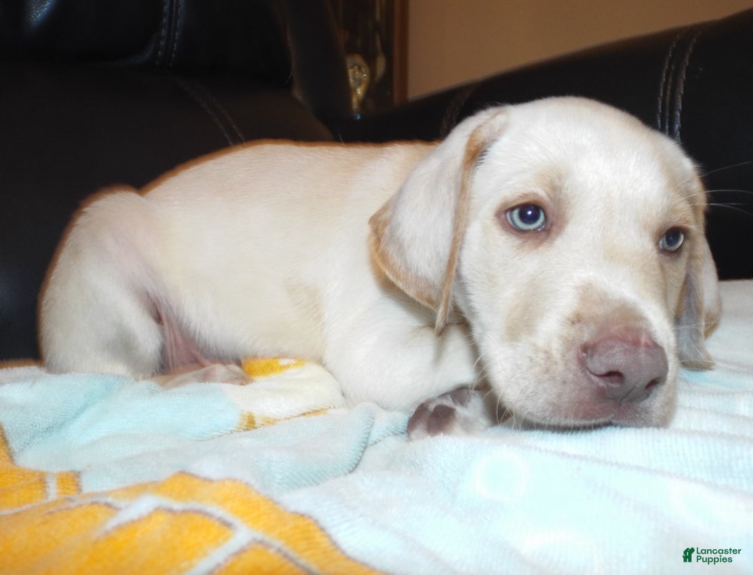 Labrador Retriever dogs for sale: Labrador Retriever Puppy 5 - Ad 1