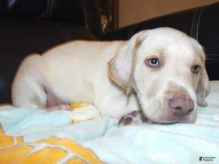 Labrador Retriever dogs Labrador Retriever Puppy 5 - Ad 5