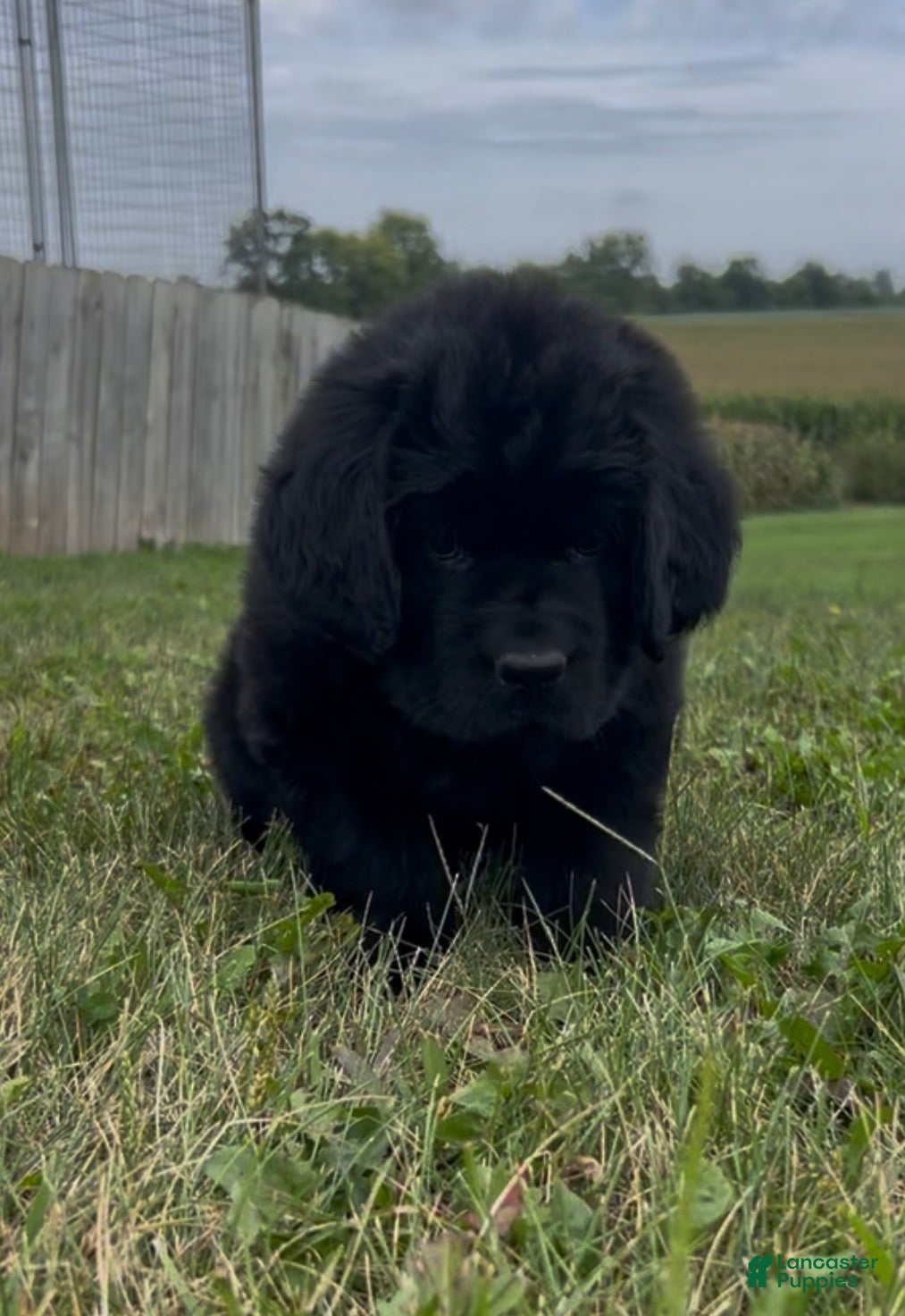 Newfoundland dogs Abigail - Ad 21