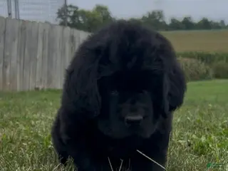 Newfoundland dogs Abigail - Ad 21