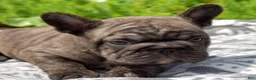 French Bulldog dogs for sale: Ned - Ad 5