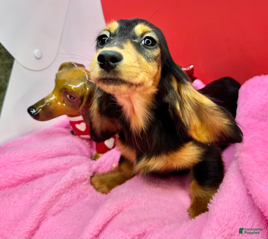 Dachshund dogs for sale: Import - Ad 14