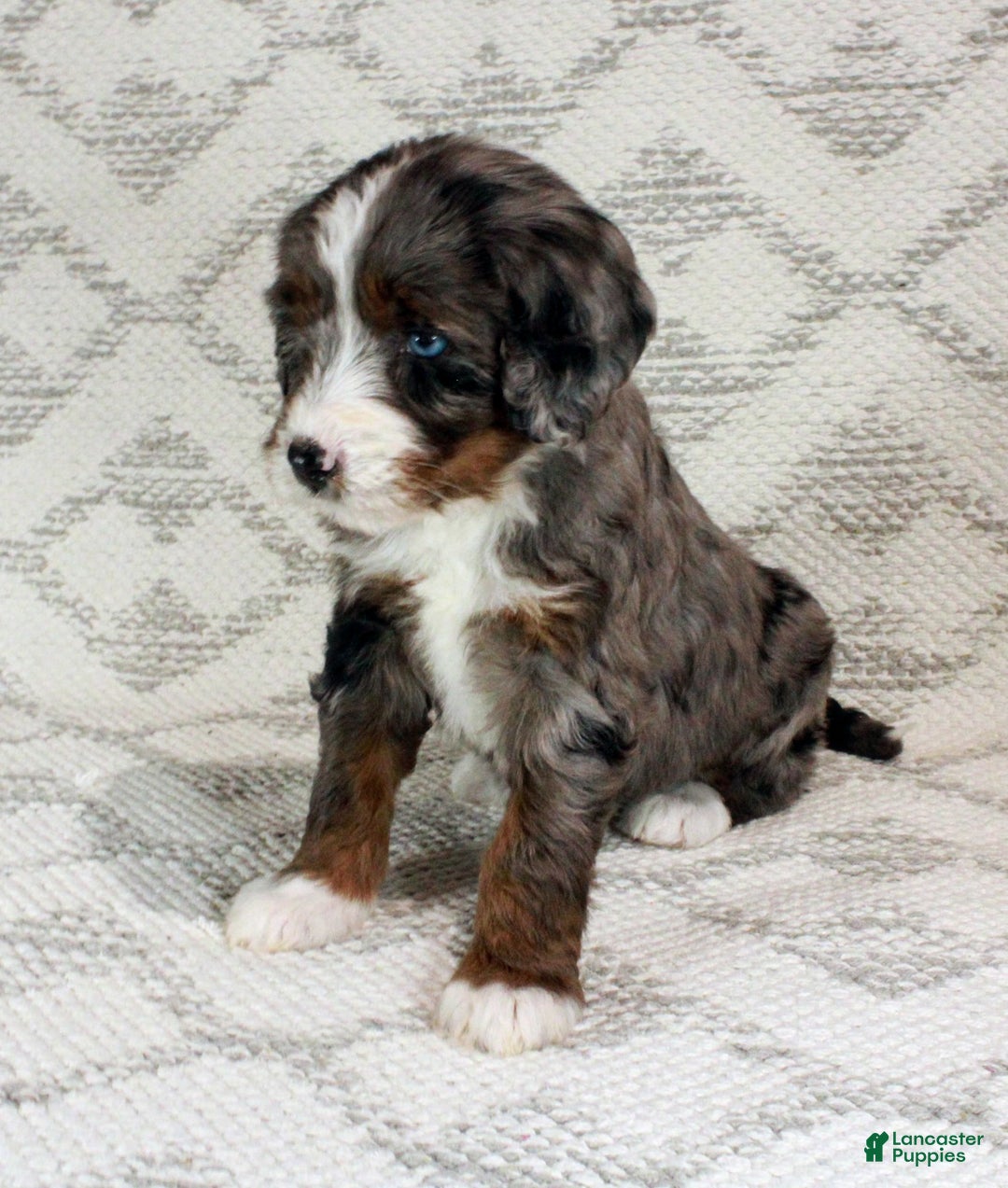 Bernedoodle dogs for sale: Bella - Ad 8