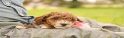 Toy Poodle dogs for sale: Skittles - Ad 6