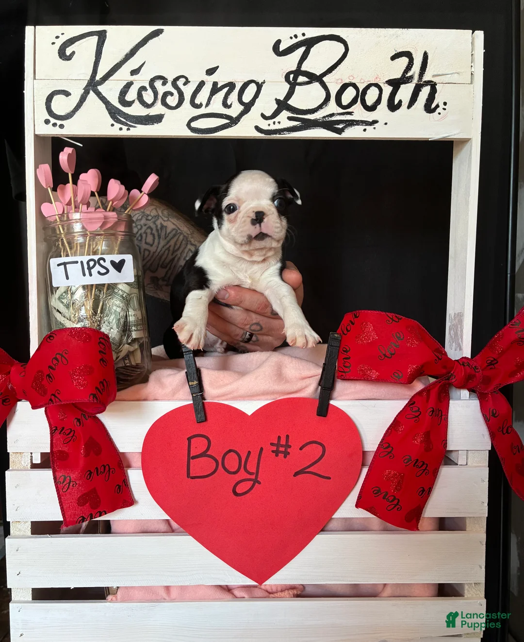 Boston Terrier dogs for sale: Boston Terrier Puppy 2 - Ad 7