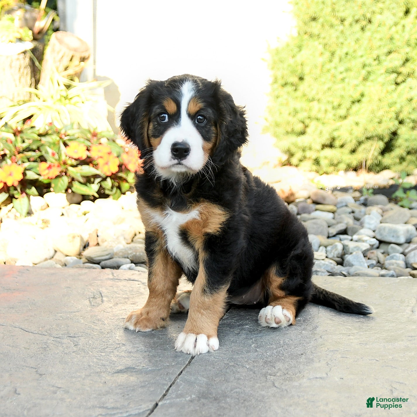Miniature Bernese Mountain Dog dogs Blossom - Ad 1