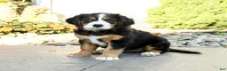 Miniature Bernese Mountain Dog dogs for sale: Blossom - Ad 1
