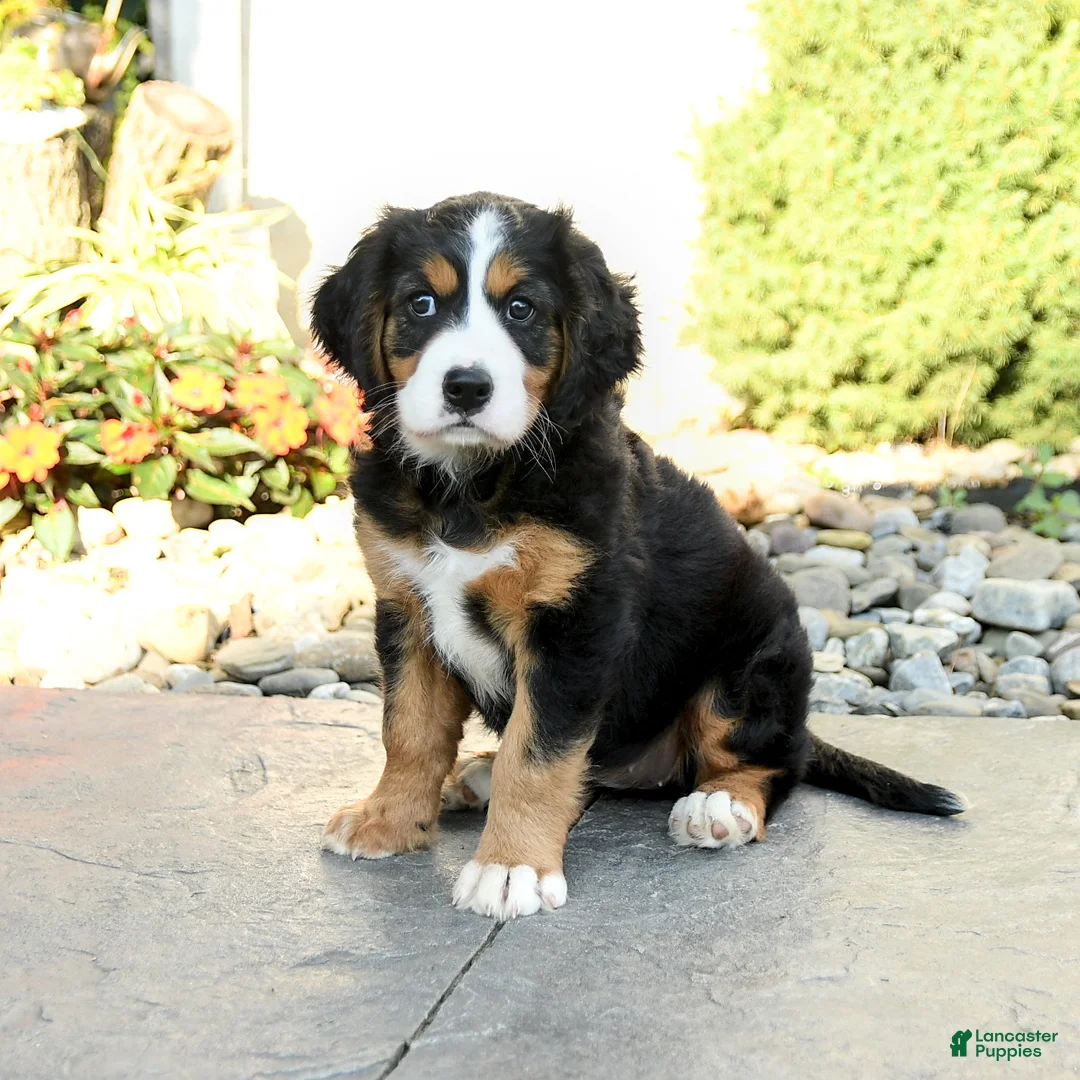 Miniature Bernese Mountain Dog dogs for sale: Blossom - Ad 1