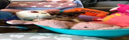 Yorkshire Terrier dogs for sale: Penny - Ad 5
