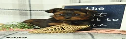 Yorkshire Terrier dogs for sale: Violet - Ad 3