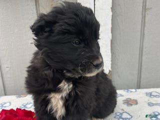 Border Collie dogs Buster - Ad 32