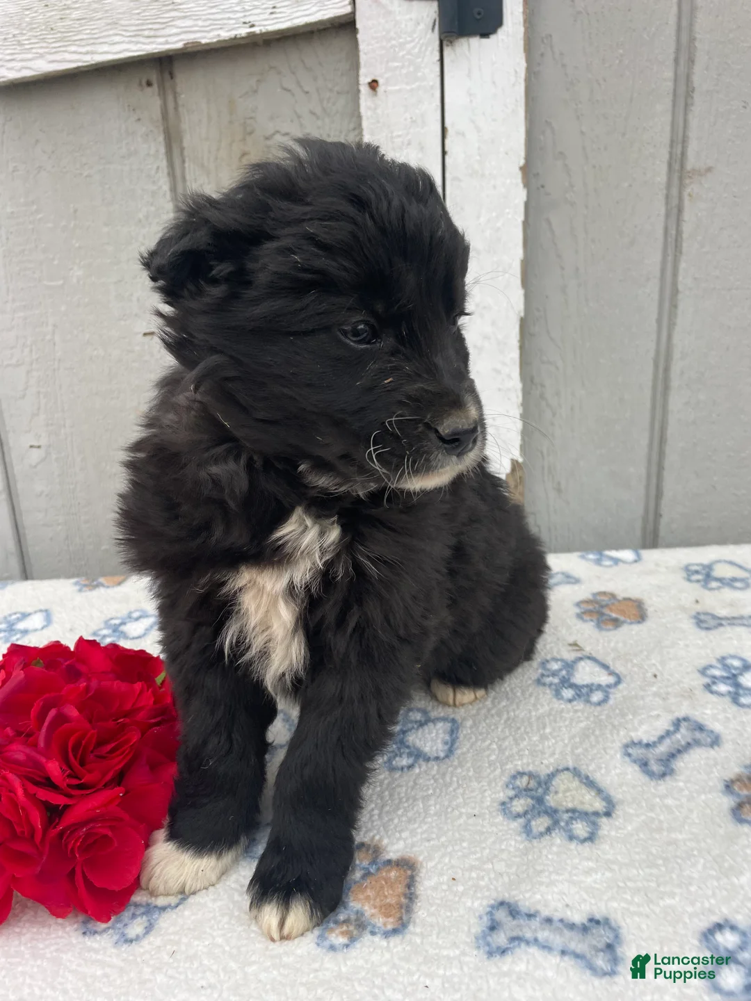 Border Collie dogs for sale: Buster - Ad 2