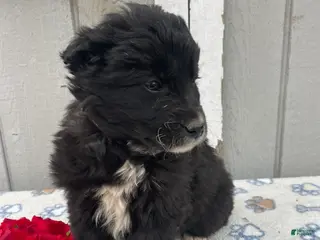 Border Collie dogs Buster - Ad 37