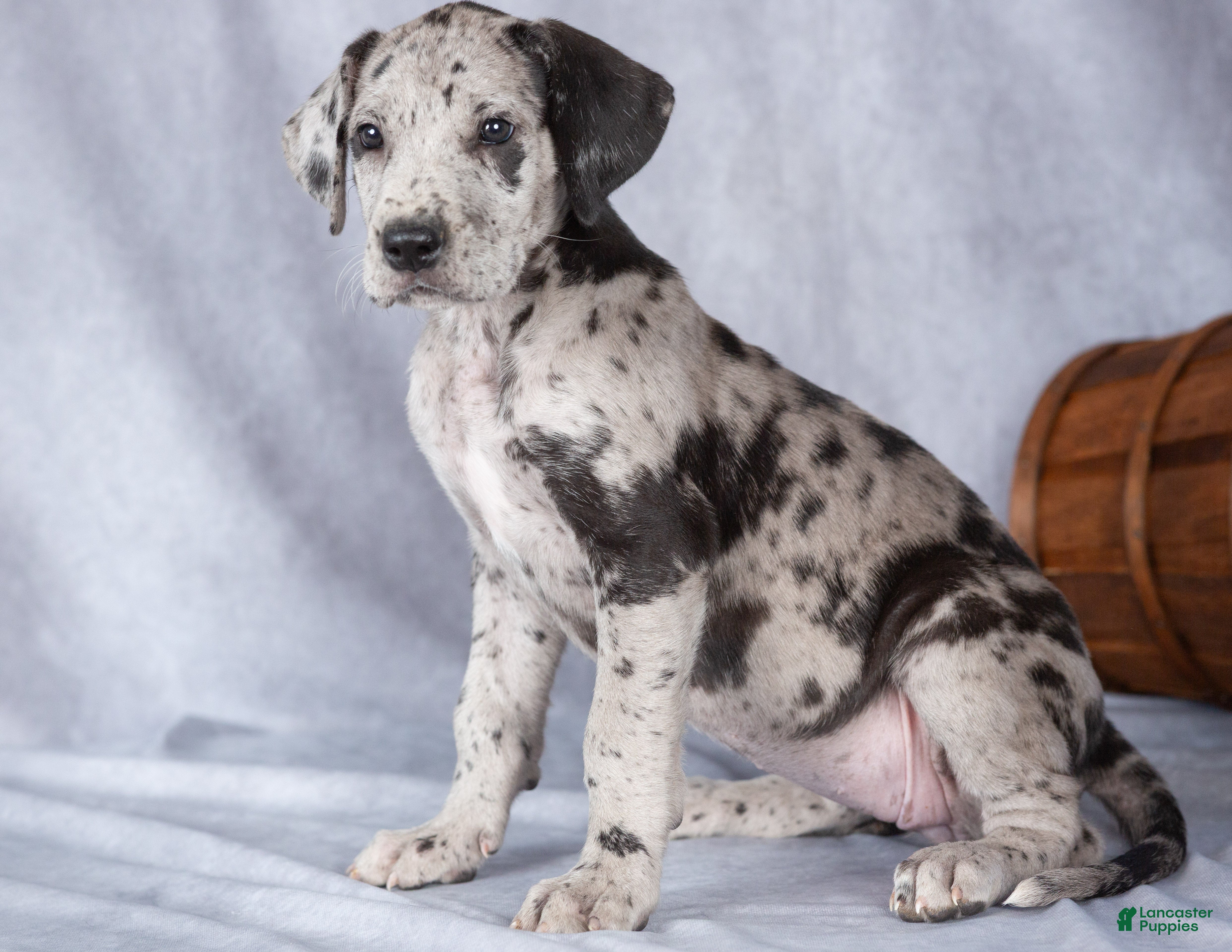 Great Dane dogs for sale: Maggie - Ad 2