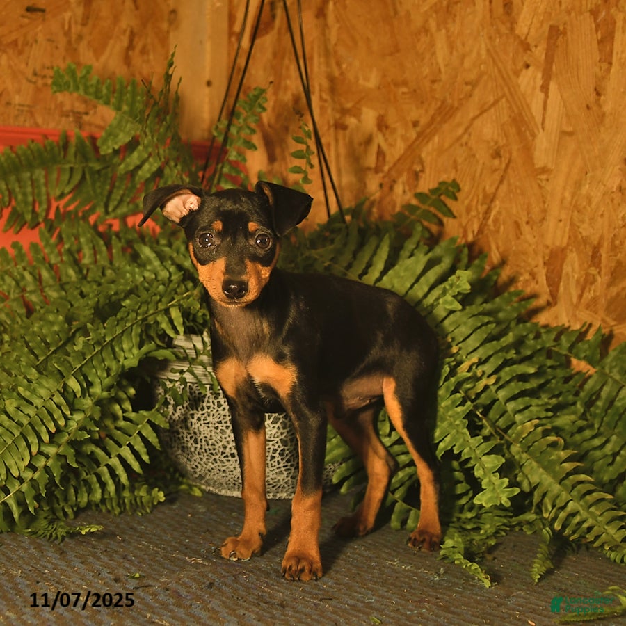 Miniature Pinscher dogs Murphy  - Ad 7