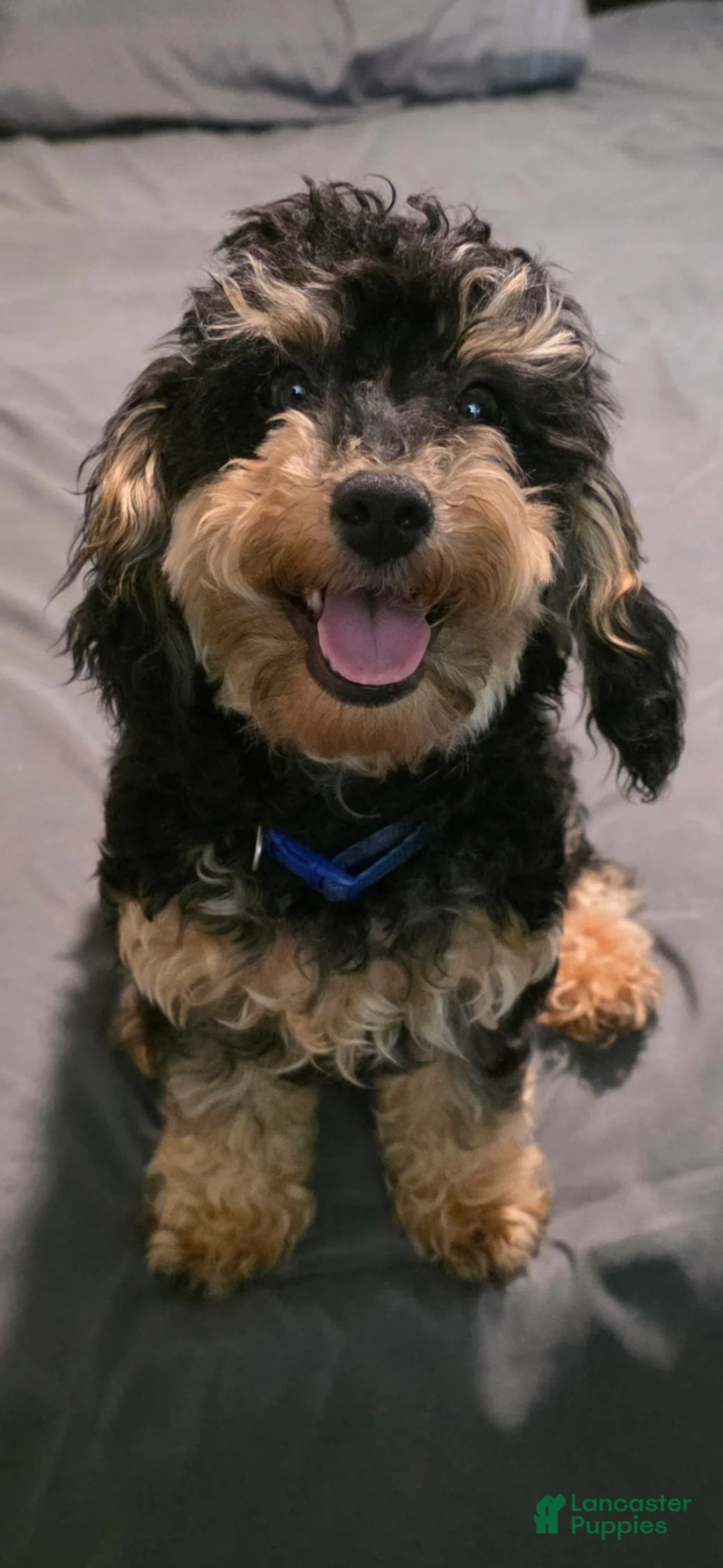 Toy Poodle dogs for sale: Bootsie Toy Poodle  - Ad 1