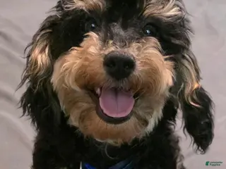 Toy Poodle dogs Bootsie Toy Poodle - Ad 5