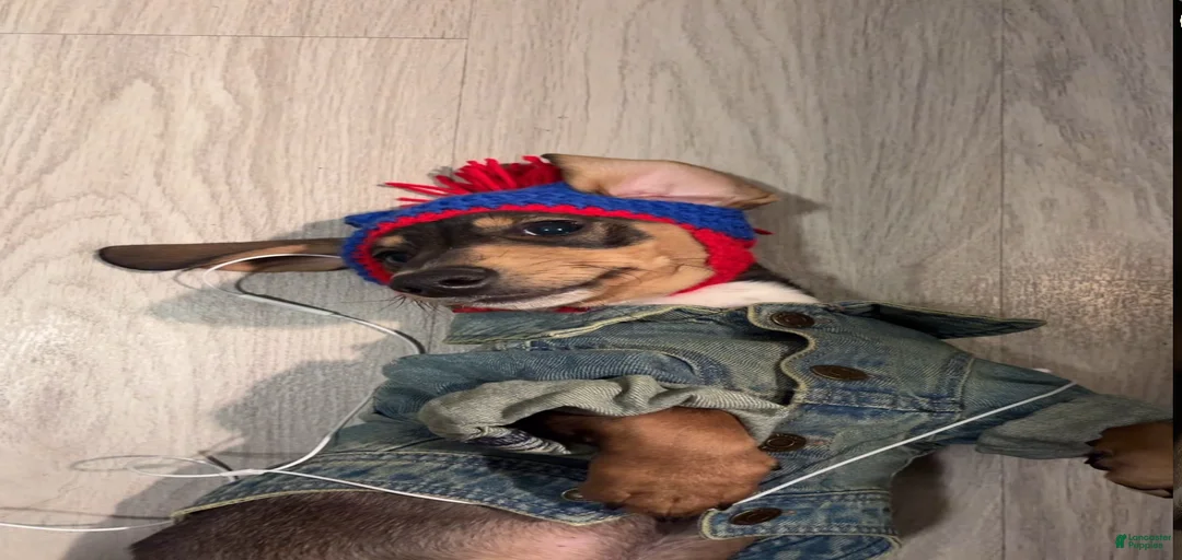 Gallery Image {{count}}