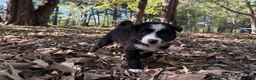 Border Collie dogs for sale: Wisp - Ad 1