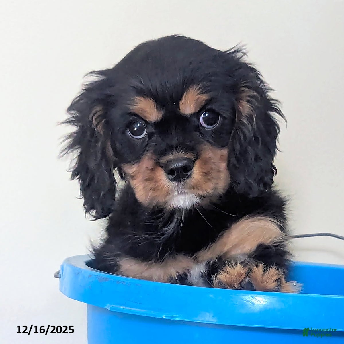 Cavalier King Charles Spaniel dogs Betty   - Ad 1