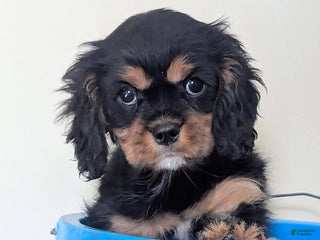 Cavalier King Charles Spaniel dogs Betty - Ad 31