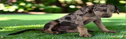 Catahoula Leopard Dog dogs for sale: Tigger 2026 Male 2 - Ad 5