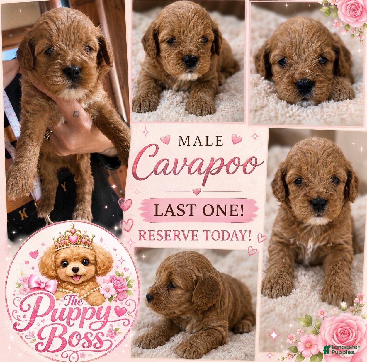 Cavapoo dogs Cavapoo 2 - Ad 1
