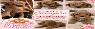 Cavapoo 2