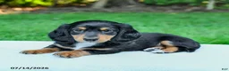 Miniature Dachshund dogs for sale: Darcy - Ad 4